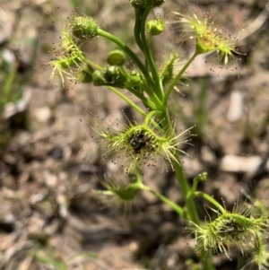 Drosera gunniana at Murrumbateman, NSW - 3 Oct 2020