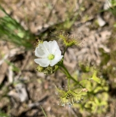 Drosera gunniana at Murrumbateman, NSW - suppressed