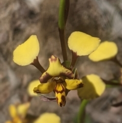 Diuris pardina (Leopard Doubletail) at Lake George, NSW - 3 Oct 2020 by MPennay