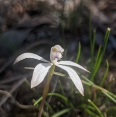 Caladenia ustulata (Brown caps) at Lake George, NSW - 3 Oct 2020 by MPennay