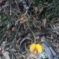 Bossiaea buxifolia (Matted Bossiaea) at Lake George, NSW - 3 Oct 2020 by MPennay