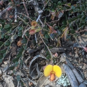 Bossiaea buxifolia at Lake George, NSW - 3 Oct 2020