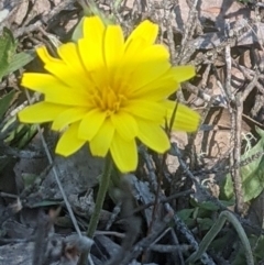 Microseris walteri (Yam Daisy, Murnong) at Lake George, NSW - 3 Oct 2020 by MPennay