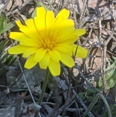 Microseris walteri (Yam Daisy, Murnong) at Lake George, NSW - 3 Oct 2020 by MPennay