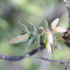 Styphelia attenuatus (Small-leaved Beard Heath) at O'Connor, ACT - 2 Oct 2020 by ConBoekel