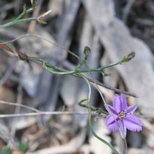 Thysanotus patersonii at O'Connor, ACT - 2 Oct 2020