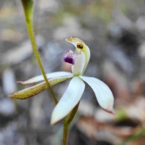 Caladenia ustulata at Acton, ACT - 3 Oct 2020