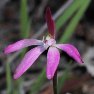 Caladenia fuscata at O'Connor, ACT - 2 Oct 2020