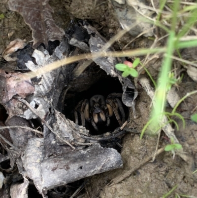 Lycosidae (family) (Wolf spider) at Murrumbateman, NSW - 27 Sep 2020 by SimoneC