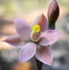 Thelymitra carnea (Tiny Sun Orchid) at Black Mountain - 3 Oct 2020 by shoko