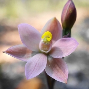 Thelymitra carnea at Downer, ACT - suppressed