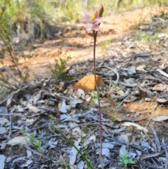 Thelymitra carnea at Downer, ACT - 3 Oct 2020