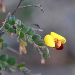 Bossiaea buxifolia (Matted Bossiaea) at Dryandra St Woodland - 2 Oct 2020 by ConBoekel