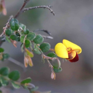 Bossiaea buxifolia at O'Connor, ACT - 2 Oct 2020