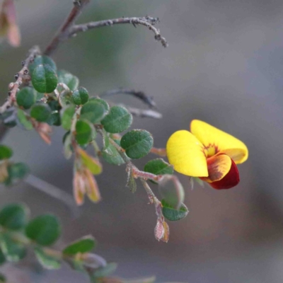 Bossiaea buxifolia (Matted Bossiaea) at O'Connor, ACT - 2 Oct 2020 by ConBoekel