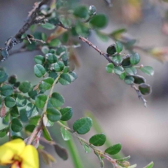 Bossiaea buxifolia at O'Connor, ACT - 2 Oct 2020