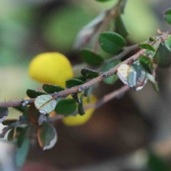 Bossiaea buxifolia at O'Connor, ACT - 2 Oct 2020