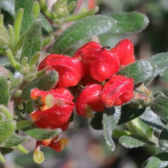 Grevillea alpina (Mountain Grevillea / Cat's Claws Grevillea) at Dryandra St Woodland - 2 Oct 2020 by ConBoekel