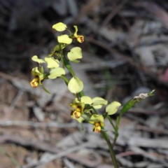 Diuris nigromontana (Black Mountain Leopard Orchid) at Dryandra St Woodland - 2 Oct 2020 by ConBoekel