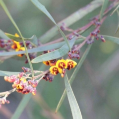 Daviesia mimosoides subsp. mimosoides at Dryandra St Woodland - 2 Oct 2020 by ConBoekel