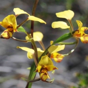 Diuris nigromontana at O'Connor, ACT - 2 Oct 2020