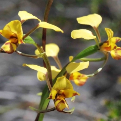 Diuris nigromontana (Black Mountain Leopard Orchid) at O'Connor, ACT - 2 Oct 2020 by ConBoekel