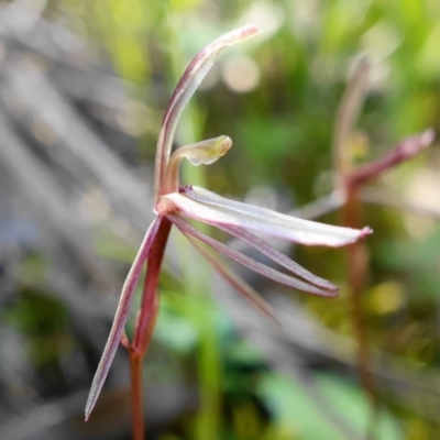 Cyrtostylis reniformis (Common Gnat Orchid) at Black Mountain - 3 Oct 2020 by shoko