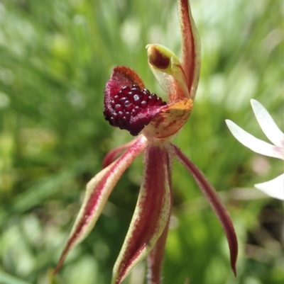 Caladenia actensis (Canberra Spider Orchid) at Majura, ACT - 2 Oct 2020 by CathB