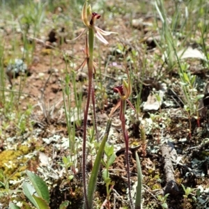Caladenia actensis at suppressed - 2 Oct 2020