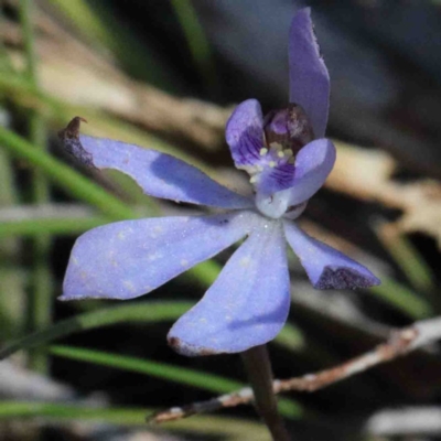 Cyanicula caerulea (Blue Fingers, Blue Fairies) at O'Connor, ACT - 2 Oct 2020 by ConBoekel