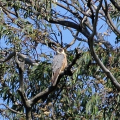 Falco longipennis (Australian Hobby) at Exeter, NSW - 2 Oct 2020 by Snowflake