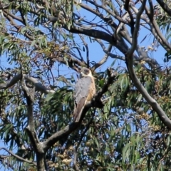 Falco longipennis (Australian Hobby) at Wingecarribee Local Government Area - 1 Oct 2020 by Snowflake