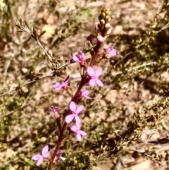 Stylidium graminifolium (grass triggerplant) at Bruce, ACT - 2 Oct 2020 by goyenjudy