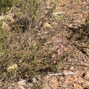 Stylidium graminifolium at Bruce, ACT - 2 Oct 2020