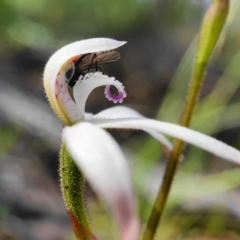 Caladenia ustulata at Downer, ACT - 3 Oct 2020