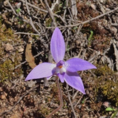 Glossodia major (Wax Lip Orchid) at Tuggeranong Hill - 3 Oct 2020 by Owen