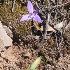 Glossodia major at Theodore, ACT - suppressed