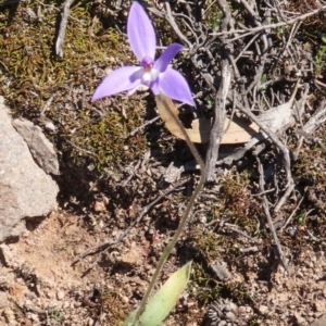 Glossodia major at Theodore, ACT - 3 Oct 2020