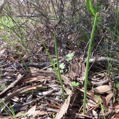 Microtis sp. (Onion Orchid) at Tuggeranong Hill - 3 Oct 2020 by Owen