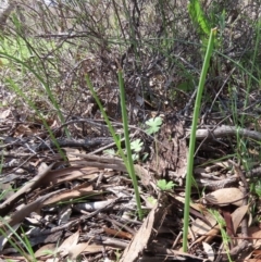 Microtis sp. (Onion Orchid) at Theodore, ACT - 3 Oct 2020 by Owen