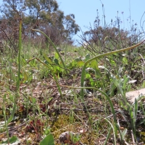 Microtis sp. at Theodore, ACT - 3 Oct 2020