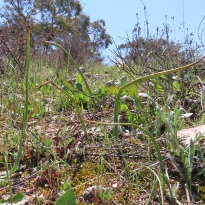 Microtis sp. (Onion Orchid) at Tuggeranong Hill - 3 Oct 2020 by Owen