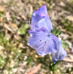 Echium plantagineum (Paterson's Curse) at Bruce, ACT - 2 Oct 2020 by goyenjudy