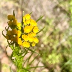 Chrysocephalum semipapposum (Clustered Everlasting) at Gossan Hill - 2 Oct 2020 by goyenjudy