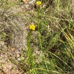 Chrysocephalum semipapposum at Bruce, ACT - 2 Oct 2020