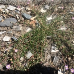 Spergularia rubra (Sandspurrey) at Lower Cotter Catchment - 3 Oct 2020 by ThomasMungoven