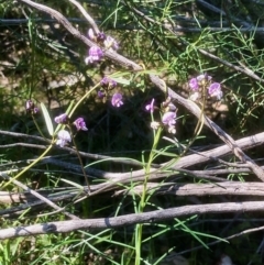 Glycine clandestina (Twining Glycine) at Gossan Hill - 2 Oct 2020 by goyenjudy