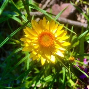 Xerochrysum viscosum at Bruce, ACT - 1 Oct 2020