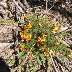 Dillwynia phylicoides at Bruce, ACT - 30 Sep 2020