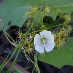 Drosera gunniana (Pale Sundew) at Little Taylor Grasslands - 3 Oct 2020 by RosemaryRoth